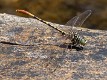 Austroepigomphus turneri male-1